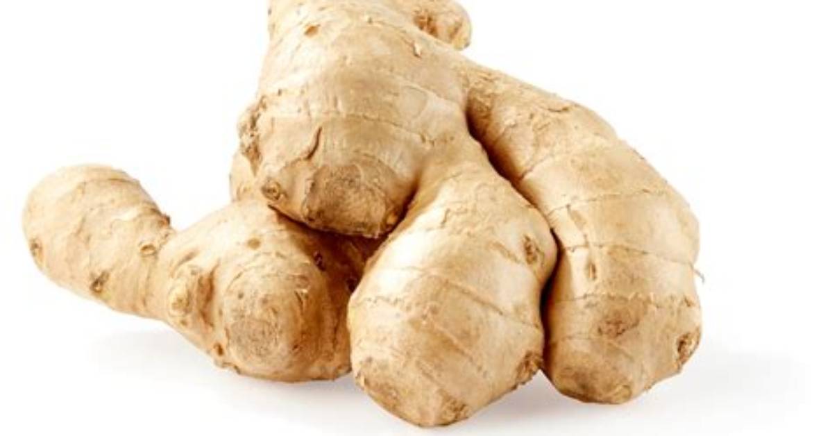 Are Ginger a Taproot?