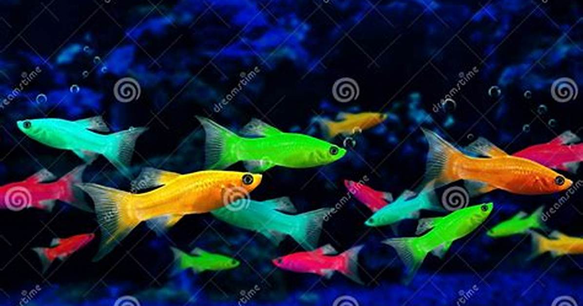 Are Glofish Genetically Engineered