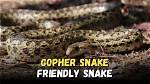 Are Gopher Snakes Friendly