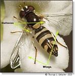 Are Halteres Wings?