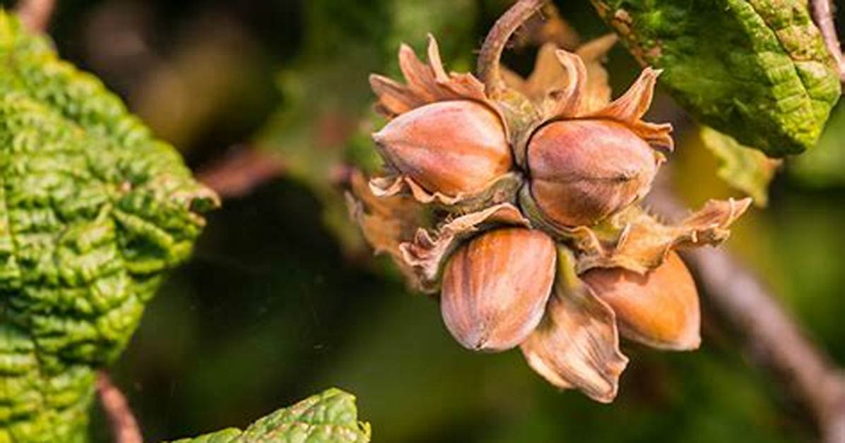 Are Hazelnuts Tree Nuts?
