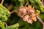 Are Hazelnuts Tree Nuts?