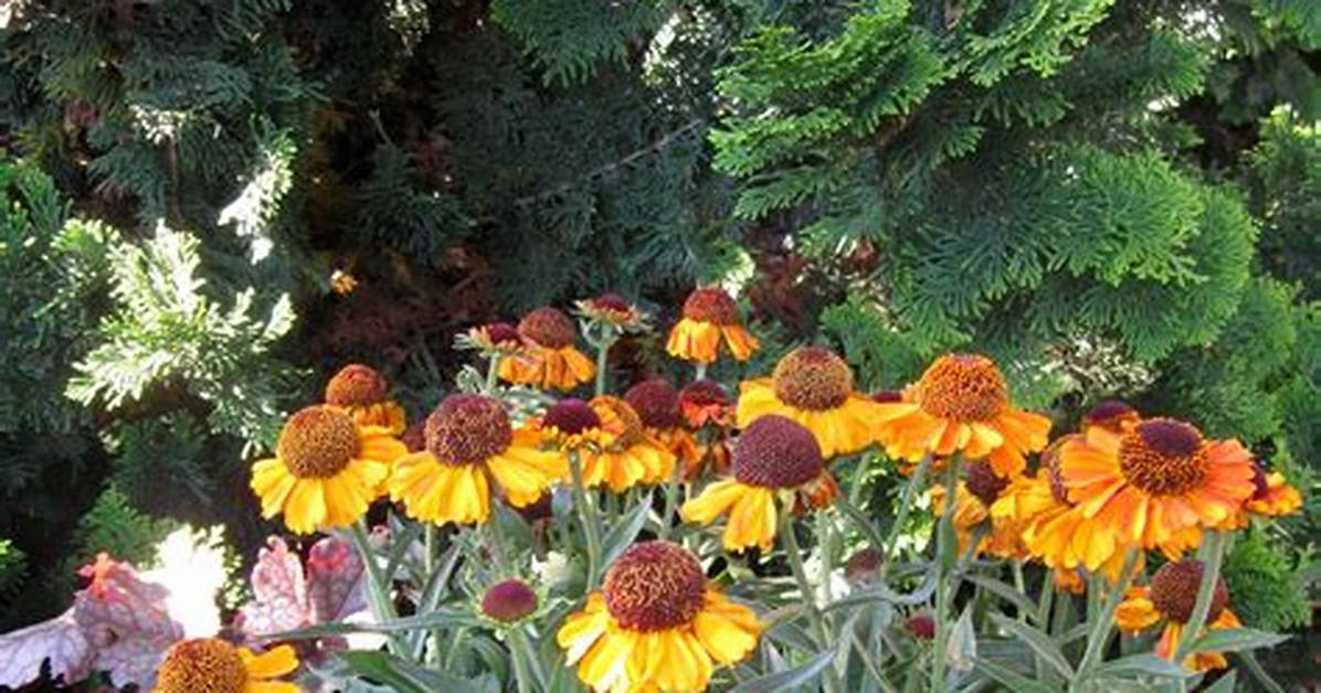 Are Helenium Deer Resistant? | Contextresponse. Com