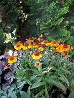 Are Helenium Deer Resistant? | Contextresponse. Com