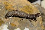 Are Hellgrammites Harmful