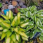 Are Hostas Invasive