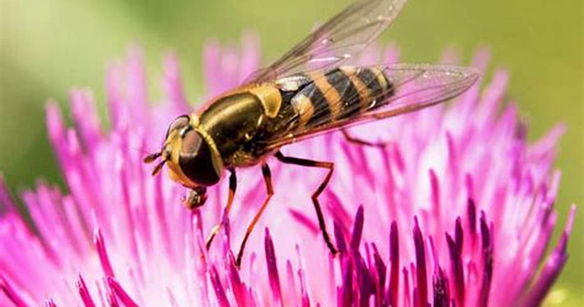 Are Hoverflies Harmless