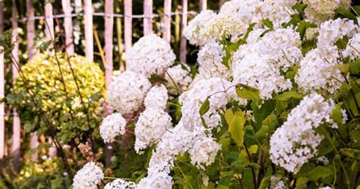 Are Hydrangeas Delicate