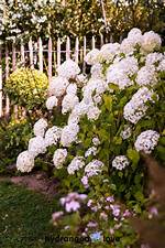 Are Hydrangeas Delicate