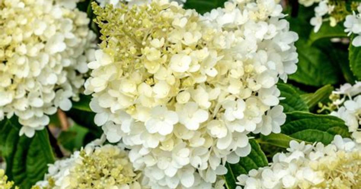 Are Hydrangeas Fragrant