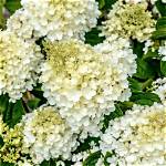 Are Hydrangeas Fragrant