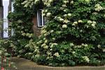 Are Hydrangeas Invasive