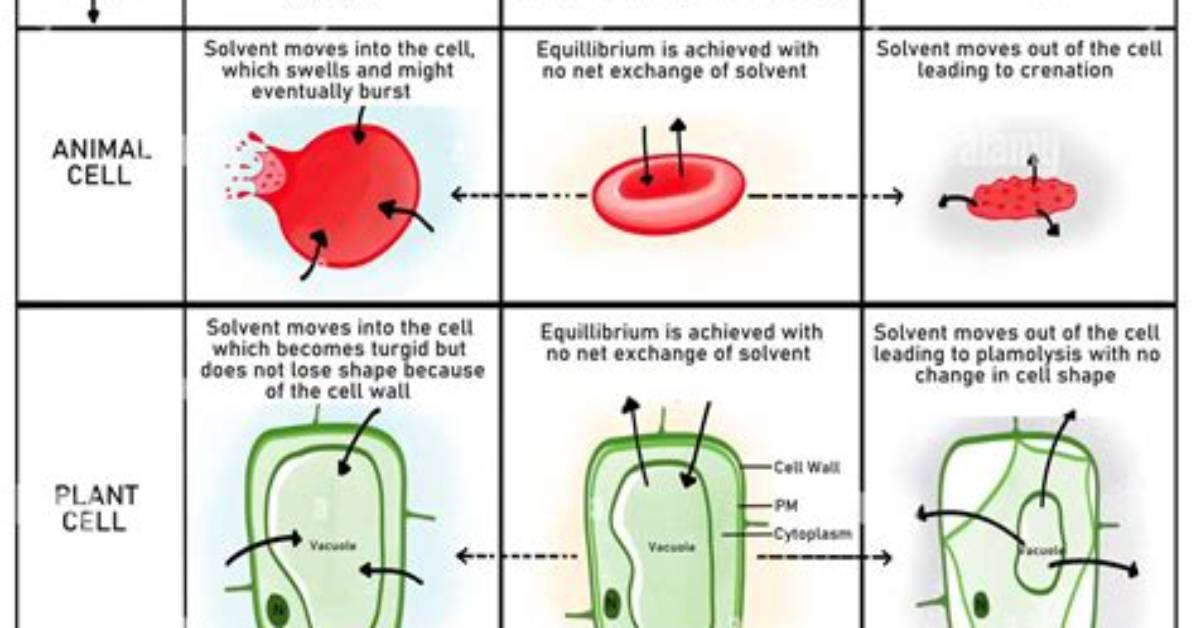 Are Hypertonic Solutions Hyperosmolar?