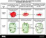 Are Hypertonic Solutions Hyperosmolar?
