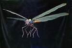 Are Insects Going Extinct