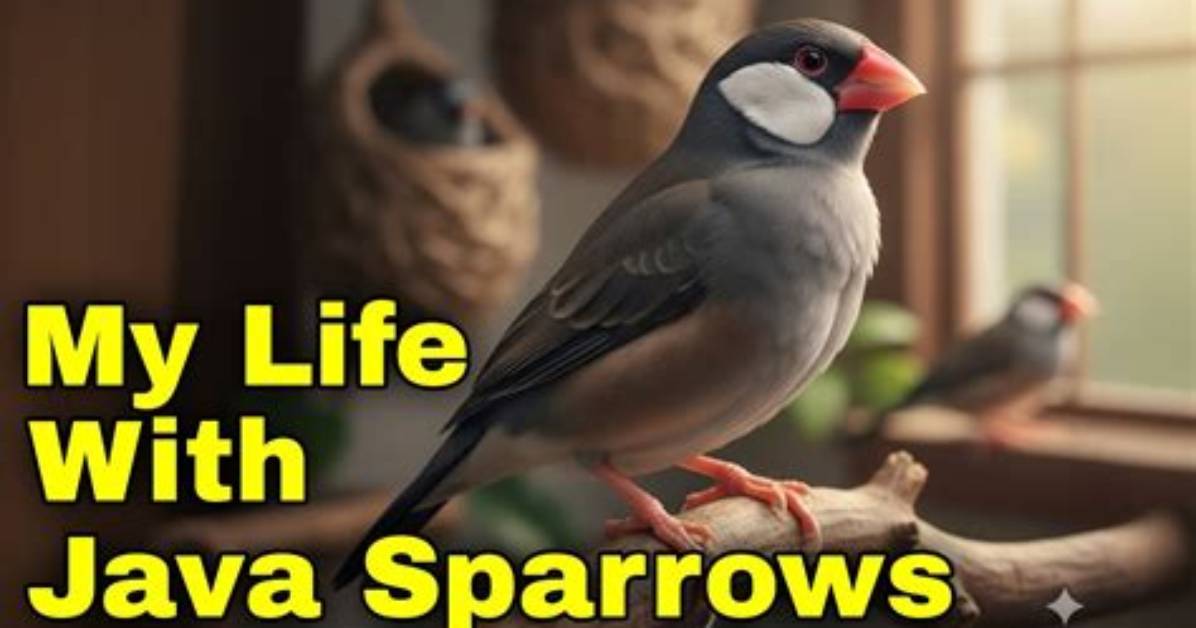 Are Java Sparrows Good Pets