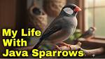 Are Java Sparrows Good Pets
