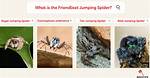 Are Jumping Spiders Friendly?