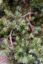 Are Juniper Deer Resistant