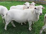 Are Katahdin Rams Aggressive?