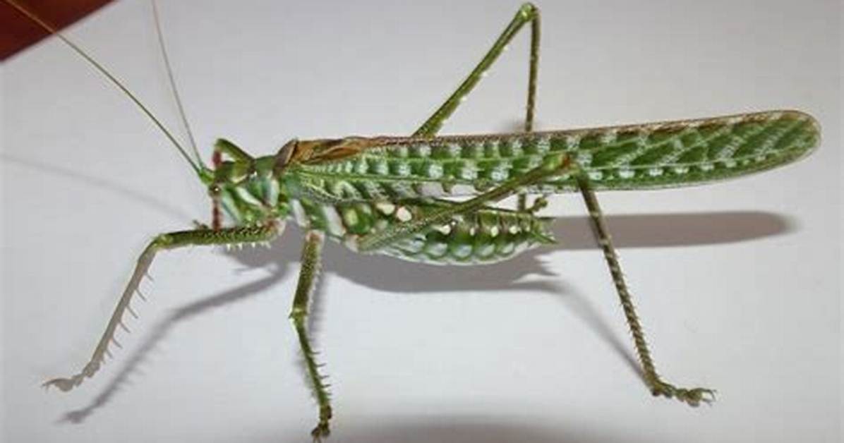 Are Katydids Aggressive