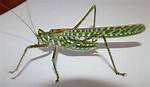 Are Katydids Aggressive