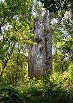 Are Kauri Trees Endangered