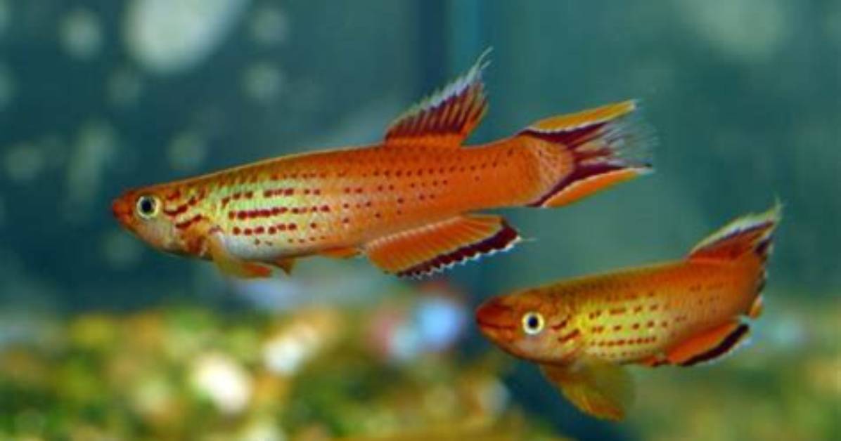 Are Killifish Aggressive
