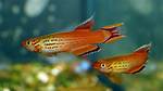 Are Killifish Aggressive