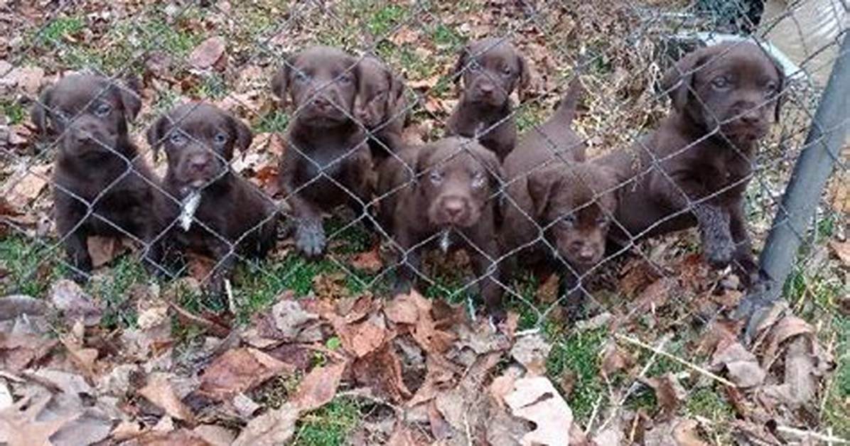 Are Lab Pointers or Flushers?