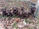 Are Lab Pointers or Flushers?