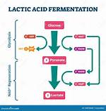 Are Lactic Acid Fermentation?