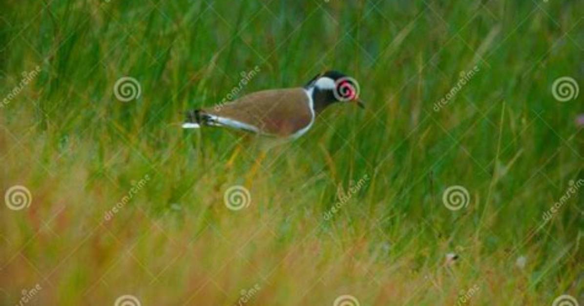Are Lapwings Ground Nesting?