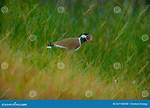 Are Lapwings Ground Nesting?