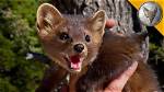 Are Martens Aggressive