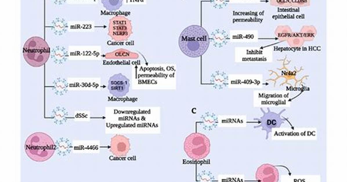 Are Mast Cells Polymorphonuclear?