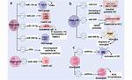 Are Mast Cells Polymorphonuclear?