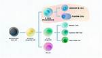 Are Memory Cells B Cells?