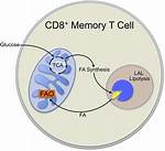 Are Memory T Cells Cd8