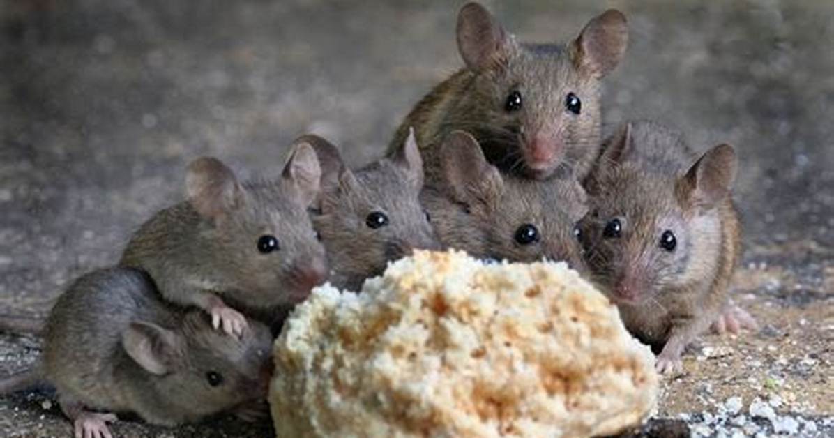 Are Mice a Common Problem
