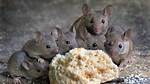 Are Mice a Common Problem