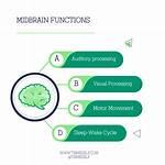 Are Midbrain Functions Automatic?