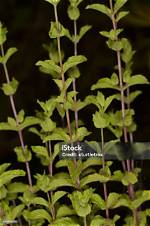 Are Mint Stems Bitter