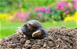 Are Moles Protected