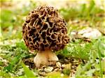 Are Morels More Profitable