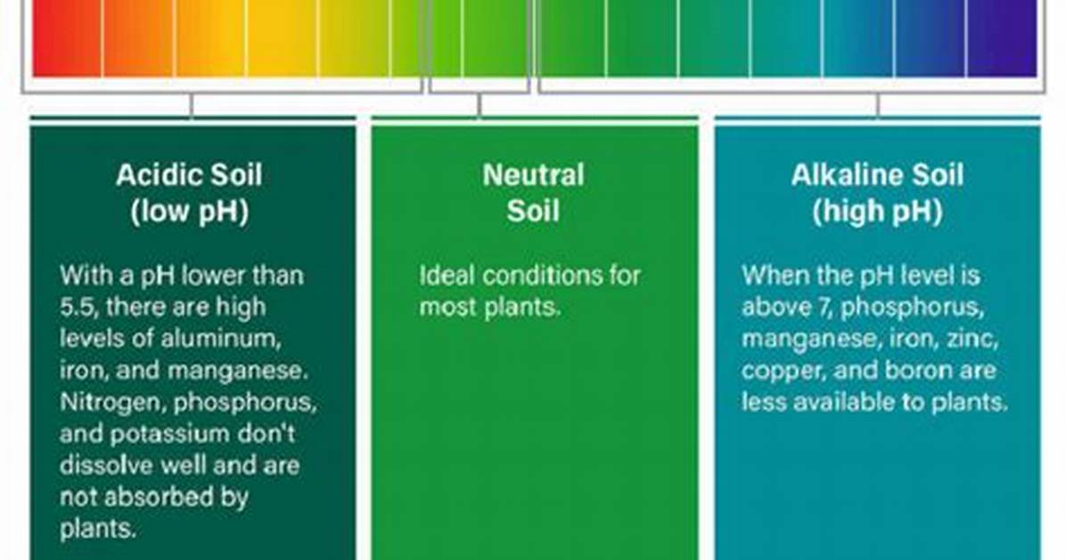 Are Most Soils Acidic or Basic