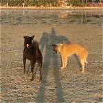 Are Mutts More Aggressive?