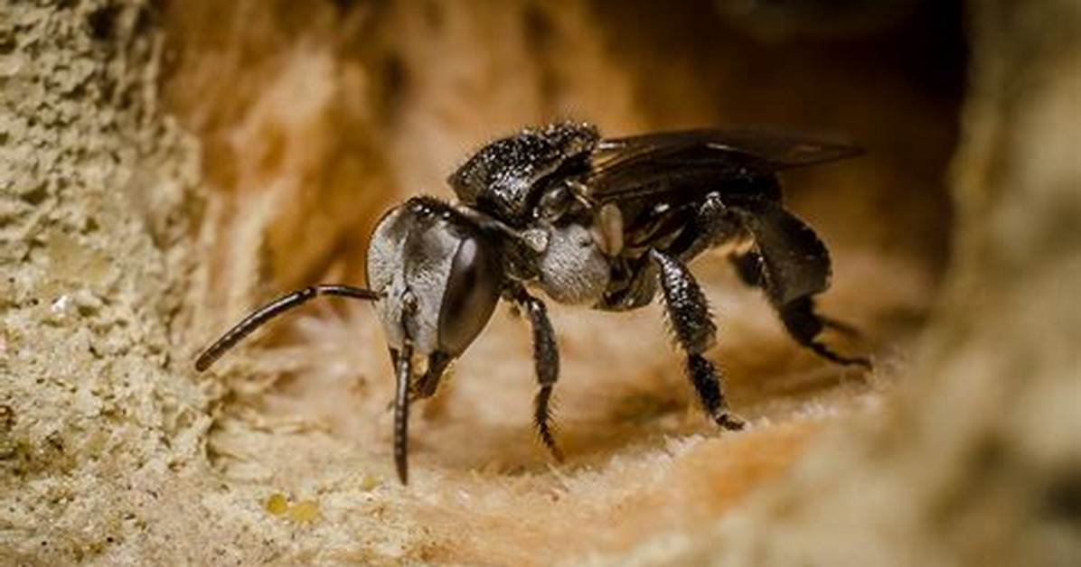 Are Native Bees Stingless?