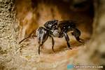 Are Native Bees Stingless?