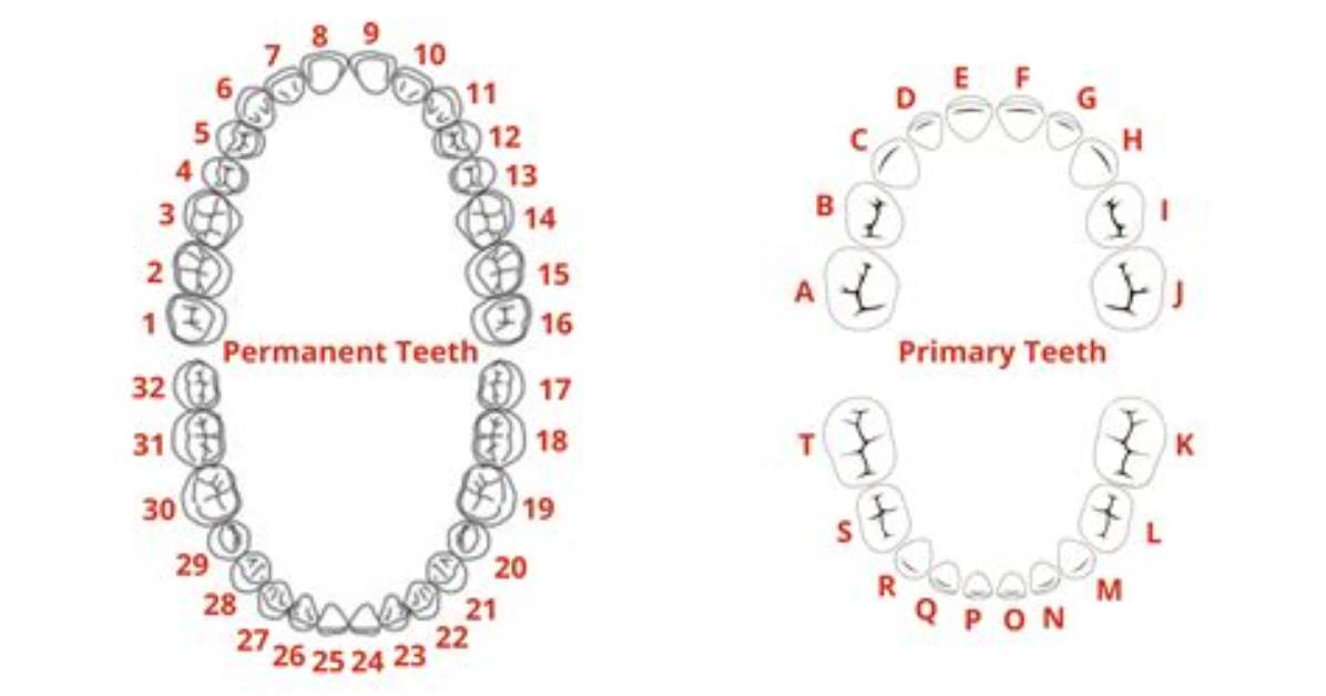 Are Numbers Universal